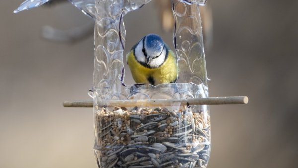 КАРЛОВАЧКИ ДУНАВАЦ ПОД СНЕГОМ: Кад зима окује природу, птице се окупљају око хранилица (ФОТО)