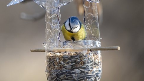 KARLOVAČKI DUNAVAC POD SNEGOM: Kad zima okuje prirodu, ptice se okupljaju oko hranilica (FOTO)