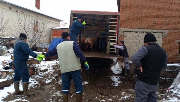 КУГА ЈОШ ПРИСУТНА: Репопулација свиња у Пиротском округу још увек није дозвољена