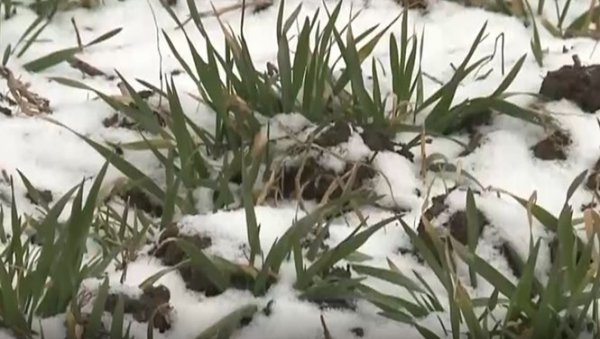 ПРИХРАНА ПШЕНИЦЕ - ВАЖНА АГРОТЕХНИЧКА МЕРА: Савети за пољопривреднике по питању озиме пшенице