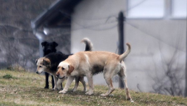 УЖАС НА МИЉАКОВЦУ: Пас улетео у школу и изуједао троје деце