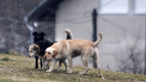 SVOJIM TELOM ŠTITILA MALIŠANA: Čopor pasa lutalica napao dete i njegovu baku u Bosanskoj Krupi