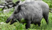 БИЗАРНА НЕСРЕЋА КОД СРЕБРЕНИКА: Жена преминула пошто се санитетско возило сударило са дивљим свињама