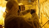 ВЕЛИКО ХАПШЕЊЕ У НИШУ: Откривена лабараторија за узгајање канабиса, ухапшено 7 особа (ВИДЕО)