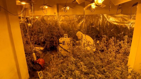 УХАПШЕН БЕОГРАЂАНИН: Пожаревачка полиција пронашла лабораторију за марихуану