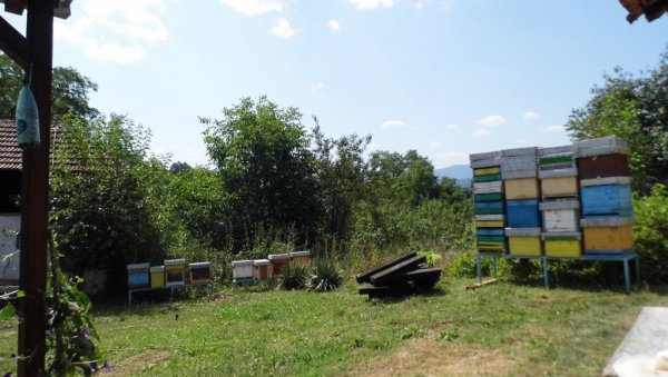 ЗАБРИЊАВАЈУЋЕ: Пчеле нестају у Србији
