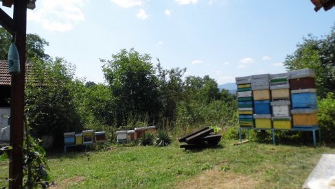 ZABRINJAVAJUĆE: Pčele nestaju u Srbiji