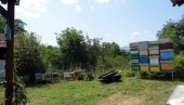 POČETAK U KLUPAMA: Pčelarstvo za mališane u Pirotu
