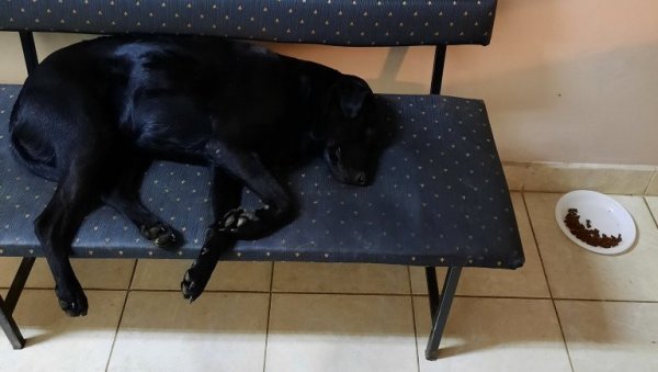 СЦЕНА КОЈА ТОПИ СРЦА: Пас заспао у ковид амбуланти у Београду (ФОТО)