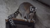 IZNENAĐENJE ZA JAGODINCE: U zoološkom vrtu novi stanari - lemuri (FOTO/VIDEO)