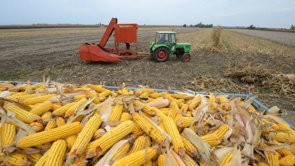 ДОМАЋЕ ЗРНО ЗА СВЕТСКИ ПРОИЗВОД: У Србију стижу две велике компаније за прераду кукуруза у скроб и глукозу