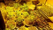 OSUMNJIČENIMA ODRŽANO ZADRŽAVANJE: Otkrivena improvizovana laboratorija za proizvodnju marihuane