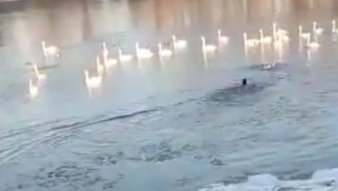 PODVIG ZA DIVLJENJE: Nebojša skočio u ledenu Tisu da spase svog ljubimca koji je propao kad je pukao led (VIDEO)