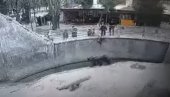 STRAVIČAN SNIMAK: Kamere snimile trenutak kad majka baca ćerku (3) u kavez sa medvedima (UZNEMIRUJUĆI VIDEO)