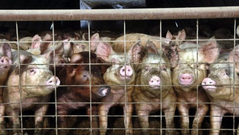 SVAKU PROMENU HITNO PRIJAVITI VETERINARU: Afrička kuga svinja registrovana u 27 opština u Srbiji