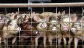 ЕВРОПСКА АГЕНЦИЈА ЗА БЕЗБЕДНОСТ ХРАНЕ: У Србији афричка куга код 90 дивљих свиња и 48 домаћих
