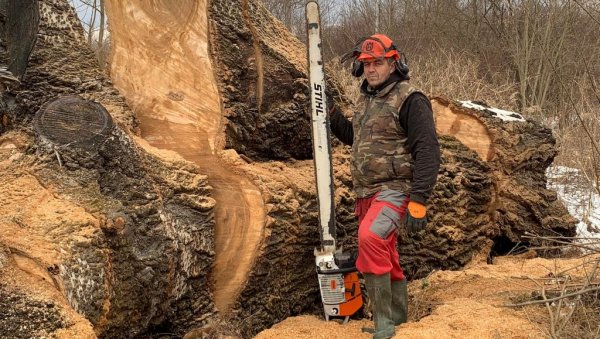 ЏИНА ИЗВЛАЧИЛИ 12 САТИ: Како су дрвосече савладале тополу у Лапову, једно од највећих стабала посечених у Србији прошле године (ФОТО/ВИДЕО)