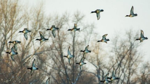 УЗРОКОВАНА ПЛАСТИКОМ: Стручњаци открили нову врсту болести код птица