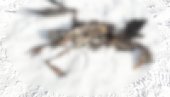 (УЗНЕМИРУЈУЋЕ) УБИЈЕНА ЗАШТИЋЕНА ВРСТА: Драматично упозорење еколога из Пљеваља - ретка чапља нађена мртва (ФОТО)