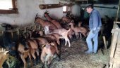 OŽILJCI ZARASLI, OSTALA ZEBNJA: Staroplaninski stočar Svetomir Potić (60) se oporavio od borbe sa vukom u svom toru