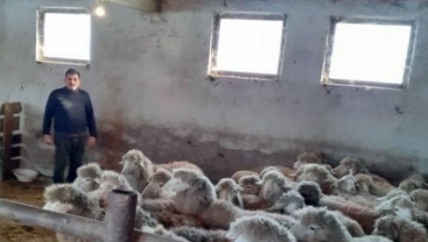 МЕТОХИЈСКА ОВЦА ПОДНО РАЈЦА: Ретку домаћу расу бардока Јовчићи успешно узгајају у Белановици код Љига