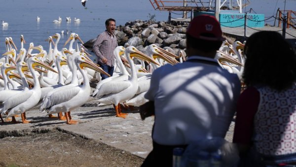НЕОБИЧНА АТРАКЦИЈА: Туристи у Мексику обожавају хиљаде пеликана који долазе да се угреју (ФОТО)