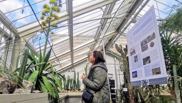 ПРВИ ПУТ ЗА 130 ГОДИНА: У Стакленику Ботаничке баште Јевремовац процветала биљка агава