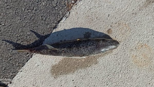 ОТРОВНА РИБА СТИГЛА У ЈАДРАН: Њено месо може да убије, а то није једини разлог зашто је опасна! (ФОТО)