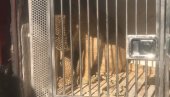 БЕБА ОД 40 КИЛОГРАМА: Погледајте фотографије одбеглог лавића из Будве (ФОТО)