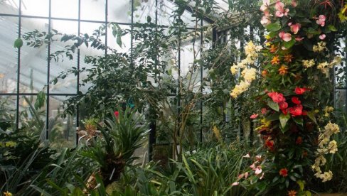 SRBI MASOVNO SADE OVU BILJKU: Zarada do 1,5 miliona dinara godišnje