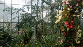 BEOGRAD JE ČEKAO 130 LETA: Čudo u Botaničkoj bašti posle više od jednog veka