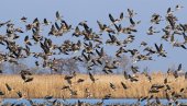 ТУЖНО: Због криволоваца у Србији годишње страда између 120.000 и 170.000 дивљих птица (ФОТО)