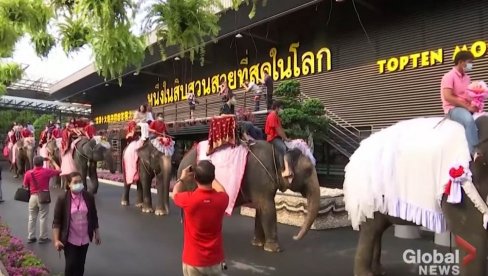 ТРОПСКА ИДИЛА НА ДАН ЗАЉУБЉЕНИХ: Тајланд – венчања на леђима слонова