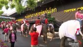 TROPSKA IDILA NA DAN ZALJUBLJENIH: Tajland – venčanja na leđima slonova