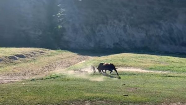 УЗНЕМИРУЈУЋИ ВИДЕО: Дивљи бик напао бициклисту