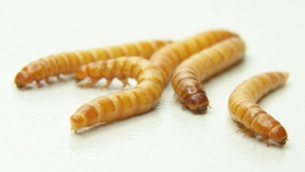 У ТАЊИРУ ЕУ ЦРВИ, ЦВРЧЦИ  И СКАКАВЦИ! Брисел у људску исхрану увео поједине инсекте и бескичмењаке