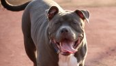 HOROR U LESKOVCU: Pit bul rastrgao psa, vlasnik od stresa doživeo srčani udar i preminuo na licu mesta