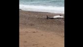 KATASTROFA U FRANCUSKOJ: Stotine mrtvih delfina nasukano na obali Atlantika
