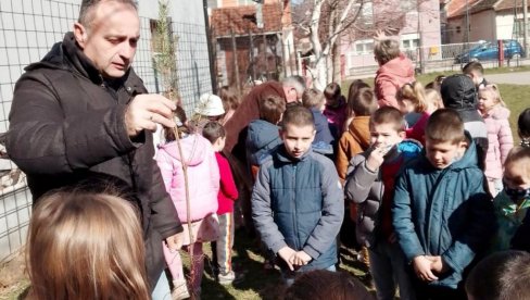 AKCIJA „ZASADI DRVO” U PARAĆINU: Najmlađi osnovci ukrasili belim borom školska dvorišta (foto)