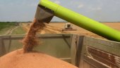 НЕМА ГЛАДИ У СРБИЈИ: Имаћемо три милиона тона пшенице и рекордне старе залихе