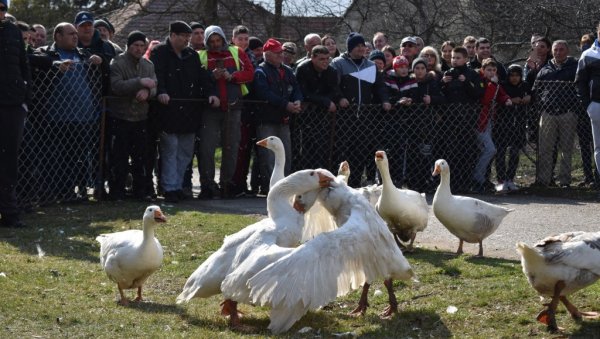 ГУСАК РОДАЦ ПОБЕДИО КОРОНУ: У Мокрину одржана традиционална 36. Гусанијада (ФОТО/ВИДЕО)