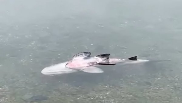 УЗНЕМИРУЈУЋ ПРИЗОР НА АДИ ЦИГАНЛИЈИ: Угинуо толстолобик у Савском језеру