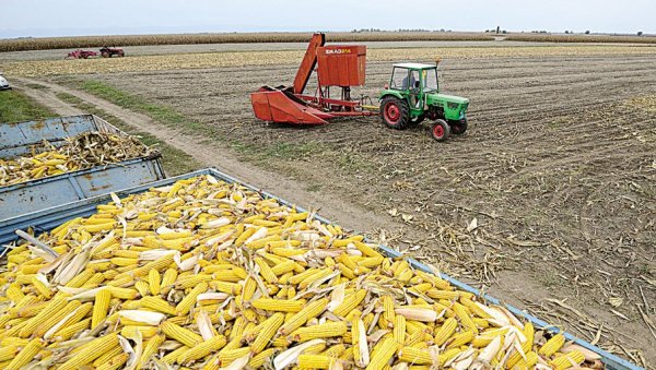 КУКУРУЗА ЋЕ БИТИ И ЗА ИЗВОЗ: Пшенице ће бити на 600.000 хектара - суша ће смањити приносе појединих ратарских култура у нашој земљи