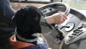 POMOZITE SVETLANI DA NAĐE BELOG: Pas se vozio u autobusu 71, vlasnica traga za njim