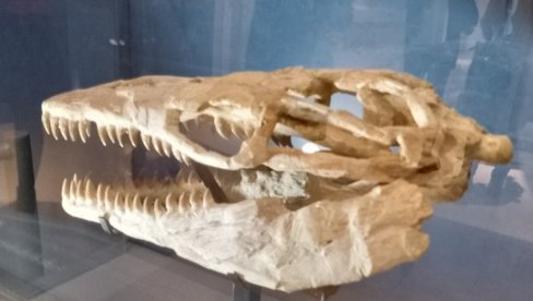 ОПАСНИЈИ ОД ДИНОСАУРУСА: Нађена лобања опасног предатора који је шетао Земљом пре диносауруса (ВИДЕО)