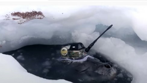 NEOBIČNA POJAVA NA ANTARKTIKU: Foke postale polarni istraživači (VIDEO)