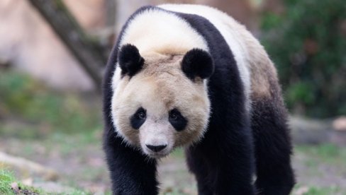 PRINOVE U ZOO VRTU: Panda Eršun rodila blizance – drugi put (VIDEO)