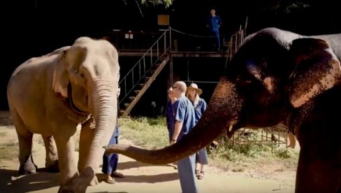 SPAVAJTE SA SLONOVIMA POD VEDRIM NEBOM: Jedinstvena atrakcija na egzotičnom Tajlandu, ljudi borave sa spasenim životinjama (VIDEO)