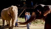 SPAVAJTE SA SLONOVIMA POD VEDRIM NEBOM: Jedinstvena atrakcija na egzotičnom Tajlandu, ljudi borave sa spasenim životinjama (VIDEO)