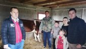 POMOĆ SRBIMA NA KOSOVU I METOHIJI: Podela krava socijalno ugroženim porodicama